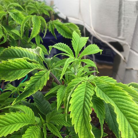 Cheese puffs growlog timeline photo