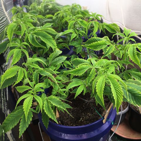 Cheese puffs growlog timeline photo