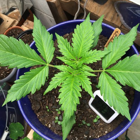 Bruce Banner growlog timeline photo