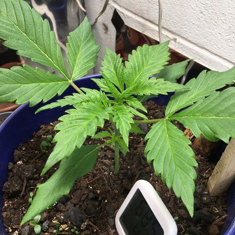 Bruce Banner growlog timeline photo