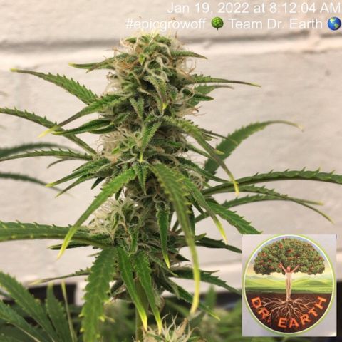 #epicgrowoff growlog timeline photo