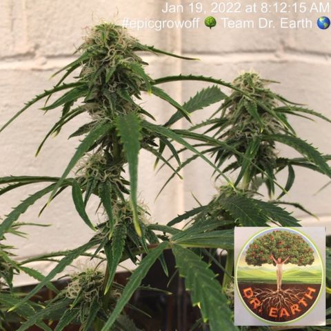 #epicgrowoff growlog timeline photo