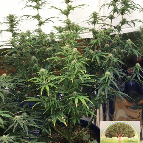 #epicgrowoff growlog timeline photo