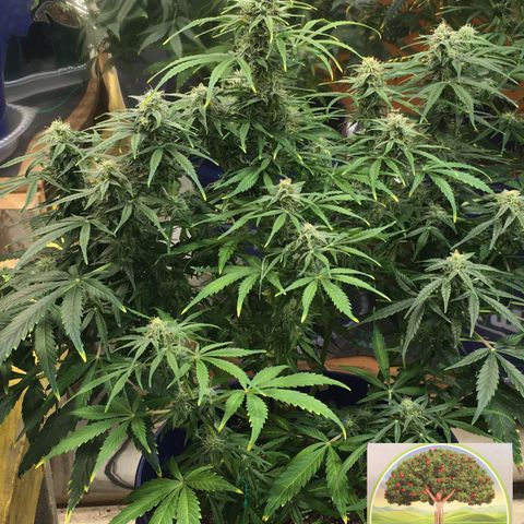 #epicgrowoff growlog timeline photo