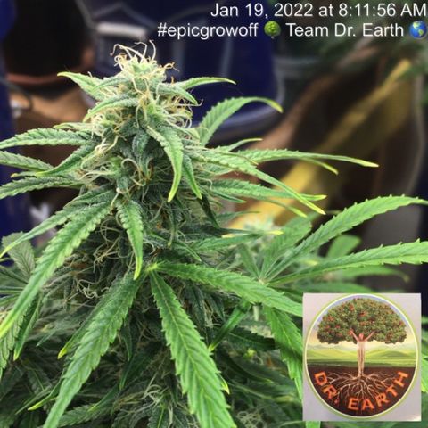 #epicgrowoff growlog timeline photo