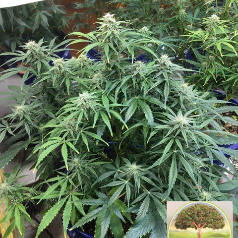 #epicgrowoff growlog timeline photo
