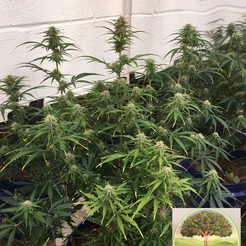 #epicgrowoff growlog timeline photo