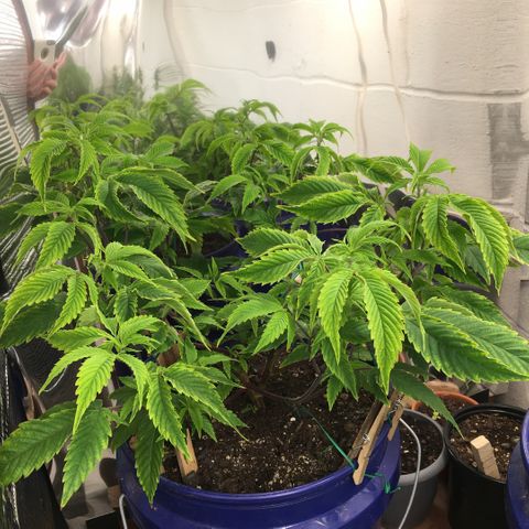 Cheese puffs growlog timeline photo