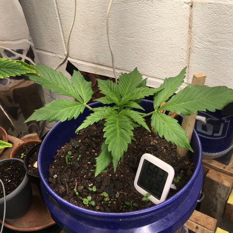 Bruce Banner growlog timeline photo