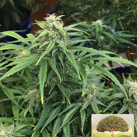 #epicgrowoff growlog timeline photo