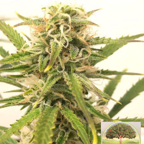 #epicgrowoff growlog timeline photo