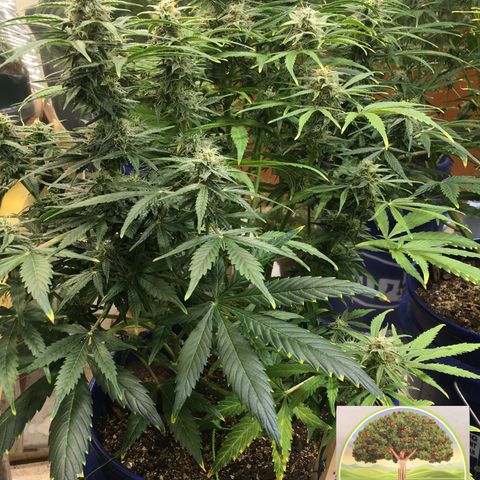 #epicgrowoff growlog timeline photo