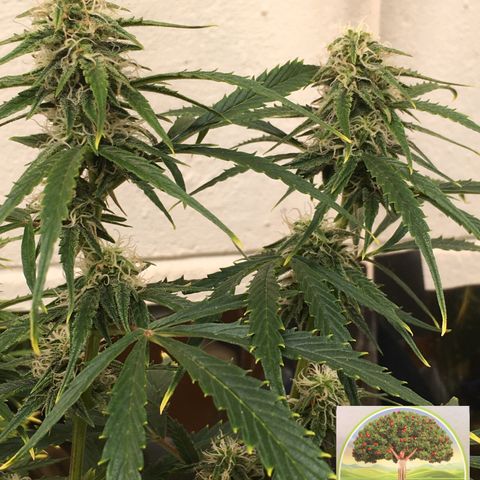 #epicgrowoff growlog timeline photo