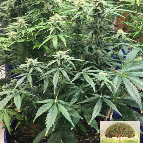 #epicgrowoff growlog timeline photo