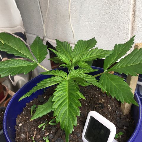 Bruce Banner growlog timeline photo