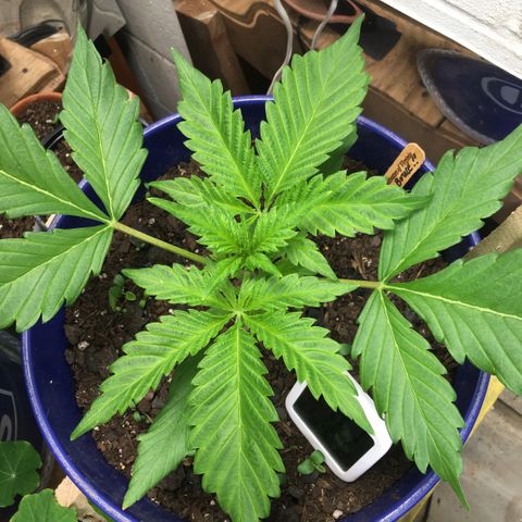 Bruce Banner growlog timeline photo