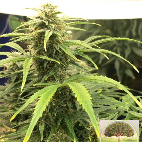 #epicgrowoff growlog timeline photo