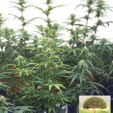 #epicgrowoff growlog timeline photo