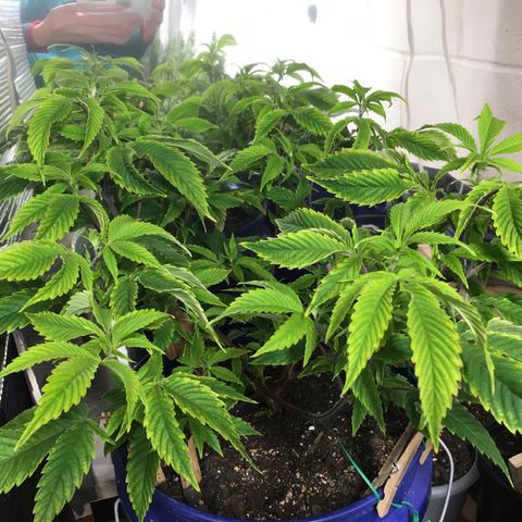 Cheese puffs growlog timeline photo