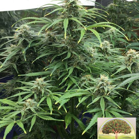 #epicgrowoff growlog timeline photo