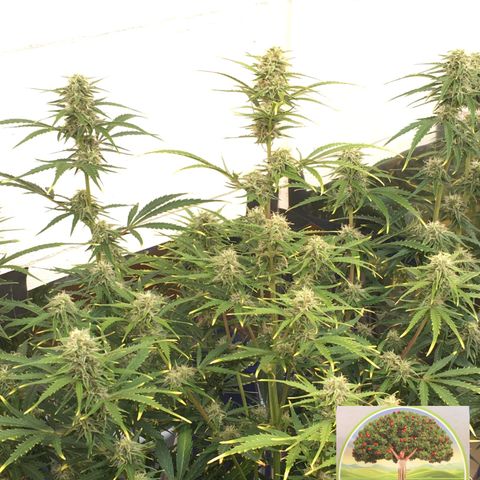 #epicgrowoff growlog timeline photo