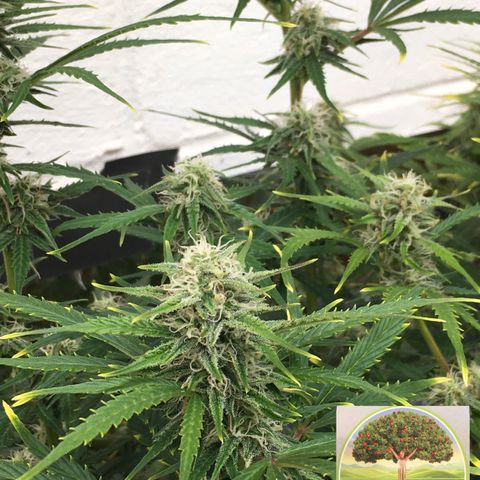 #epicgrowoff growlog timeline photo