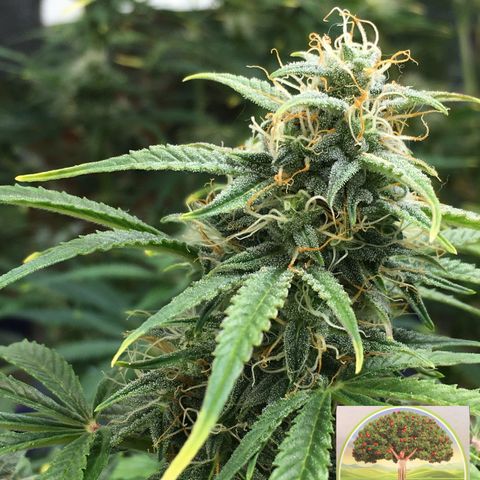 #epicgrowoff growlog timeline photo