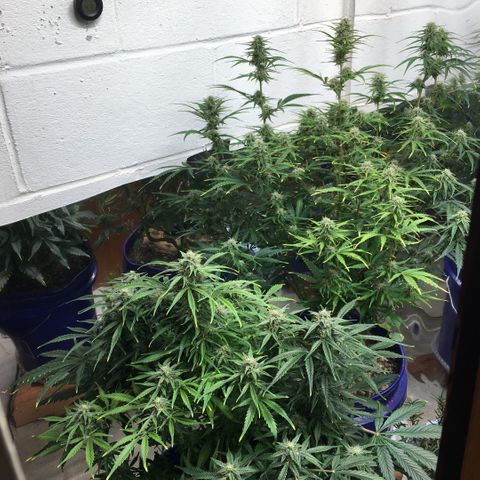 #epicgrowoff growlog timeline photo