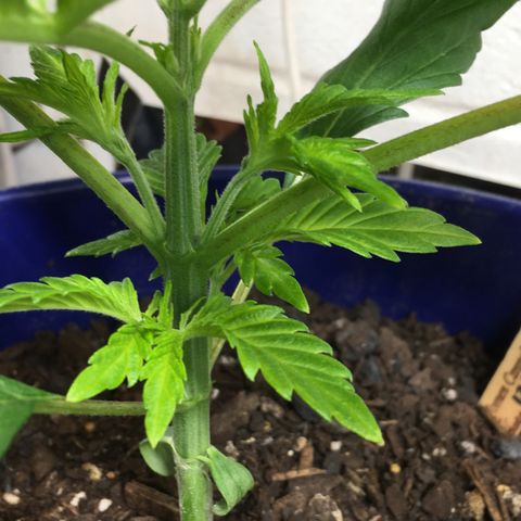 Bruce Banner growlog timeline photo
