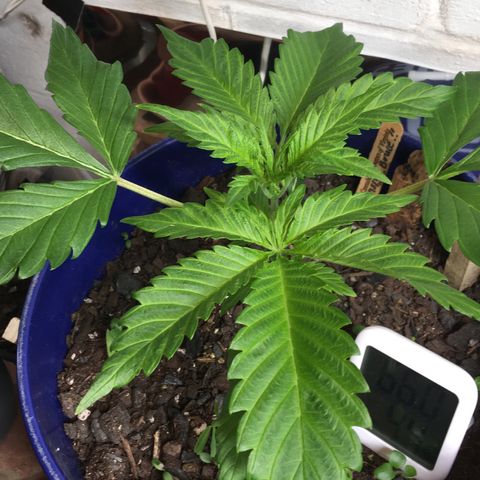 Bruce Banner growlog timeline photo