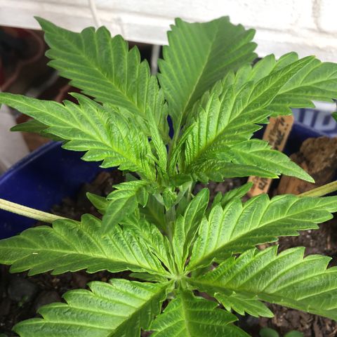 Bruce Banner growlog timeline photo