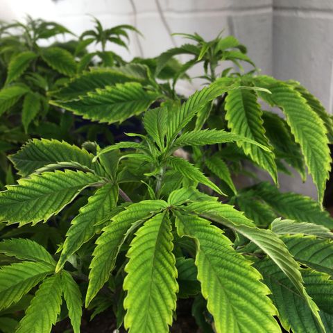 Cheese puffs growlog timeline photo