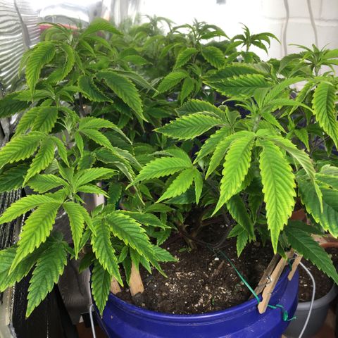 Cheese puffs growlog timeline photo