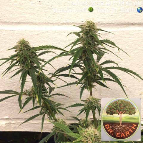 #epicgrowoff growlog timeline photo
