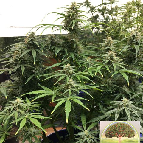 #epicgrowoff growlog timeline photo