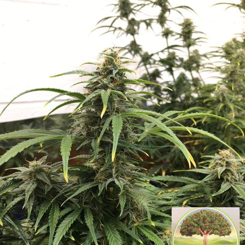 #epicgrowoff growlog timeline photo
