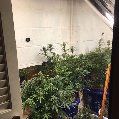 #epicgrowoff growlog timeline photo
