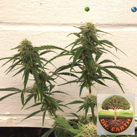#epicgrowoff growlog timeline photo