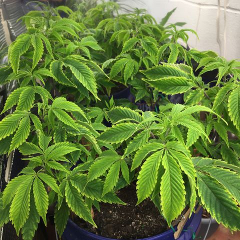Cheese puffs growlog timeline photo