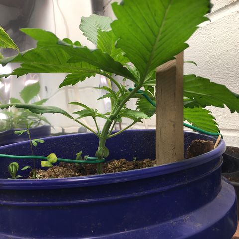 Bruce Banner growlog timeline photo