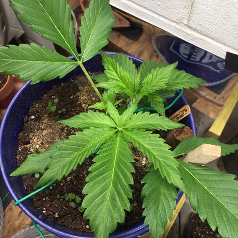 Bruce Banner growlog timeline photo