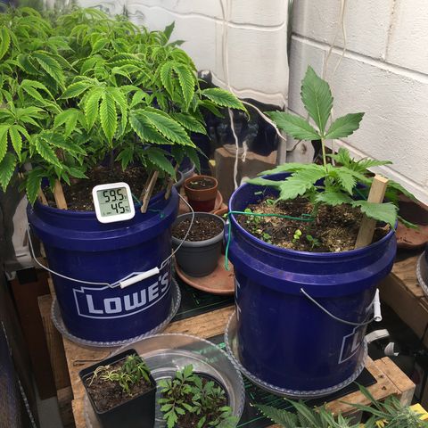 Bruce Banner growlog timeline photo