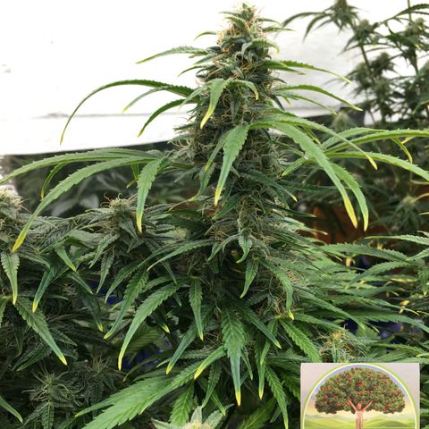 #epicgrowoff growlog timeline photo
