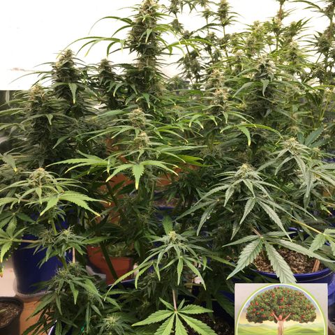 #epicgrowoff growlog timeline photo