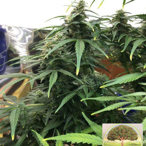 #epicgrowoff growlog timeline photo