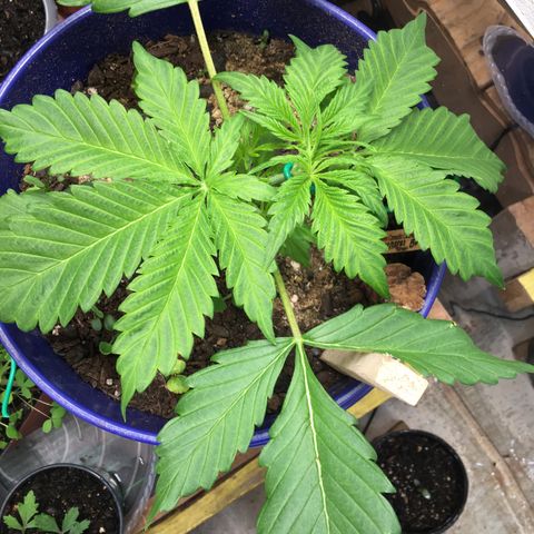 Bruce Banner growlog timeline photo
