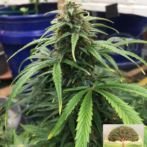 #epicgrowoff growlog timeline photo