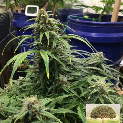 #epicgrowoff growlog timeline photo
