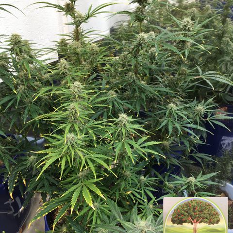 #epicgrowoff growlog timeline photo