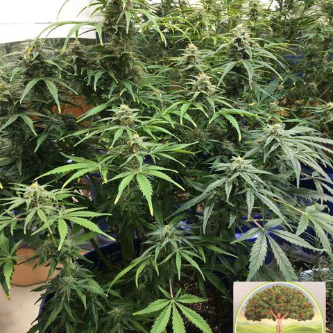 #epicgrowoff growlog timeline photo